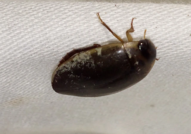 Rhantus