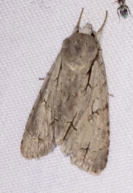 Acronicta cuspis/tridens/psi