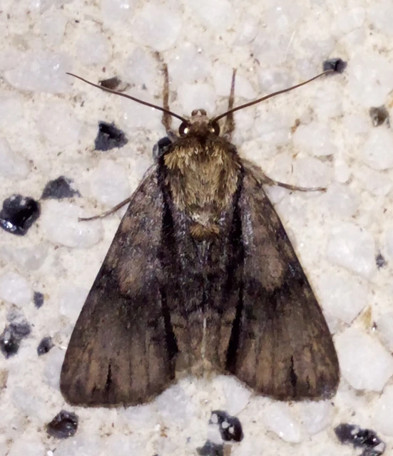 Acronicta alni - éger-szigonyosbagoly