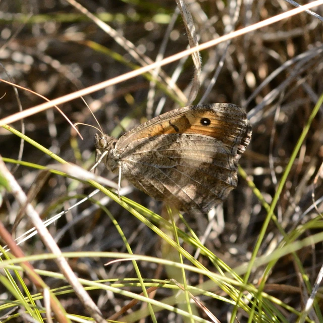Arethusana arethusa - közönséges szemeslepke