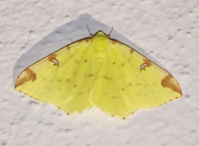 Opisthograptis luteolata - citromsárga araszoló