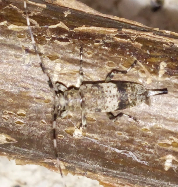 Acanthocinus griseus - szürke daliáscincér