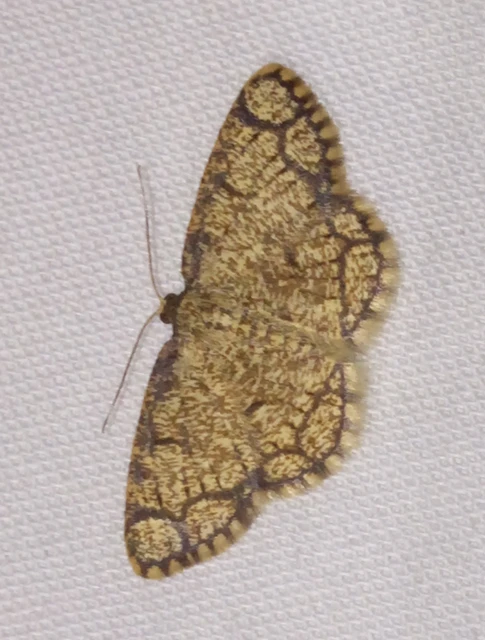 Stegania cararia - gyűrűs nyáraraszoló