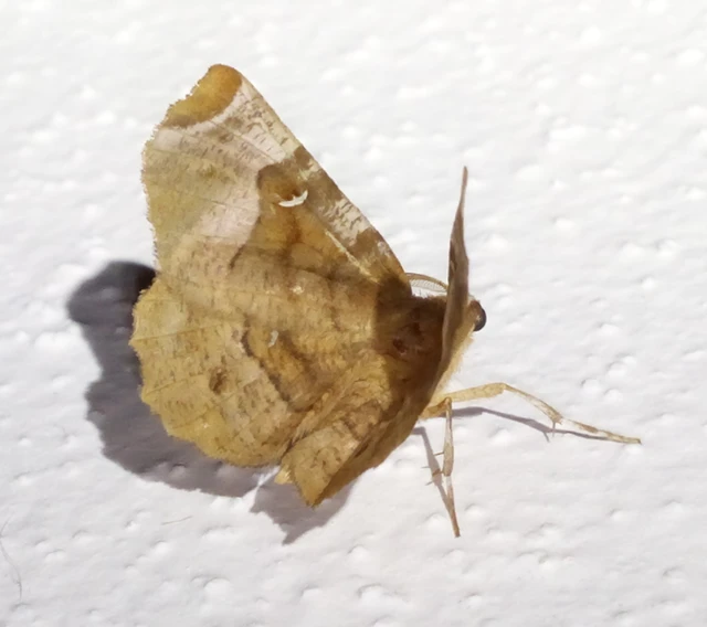 Selenia tetralunaria - négyfoltos holdasaraszoló