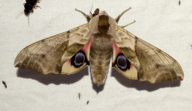 Smerinthus ocellatus - esti pávaszem