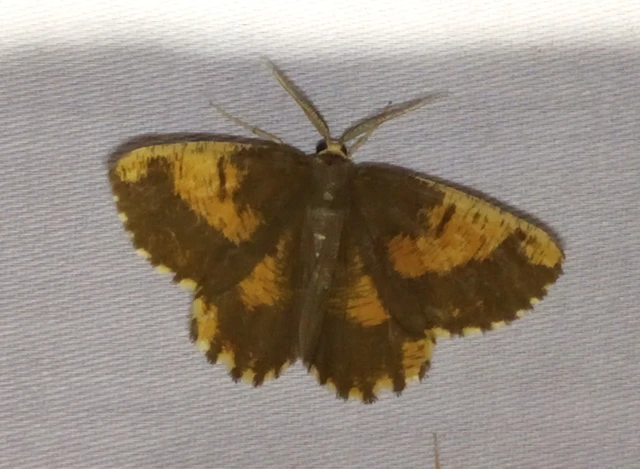Angerona prunaria - sárga kökényaraszoló