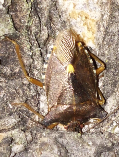 Pentatoma rufipes - vöröslábú címerespoloska Pentatoma rufipes - vöröslábú címerespoloska