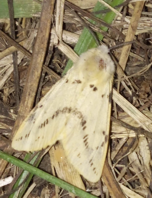 Spilarctia lutea - sárgás medvelepke