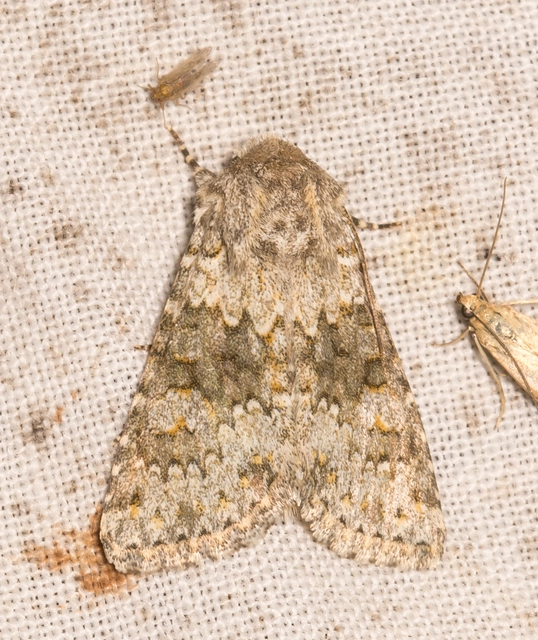 Hecatera dysodea - parajbagoly