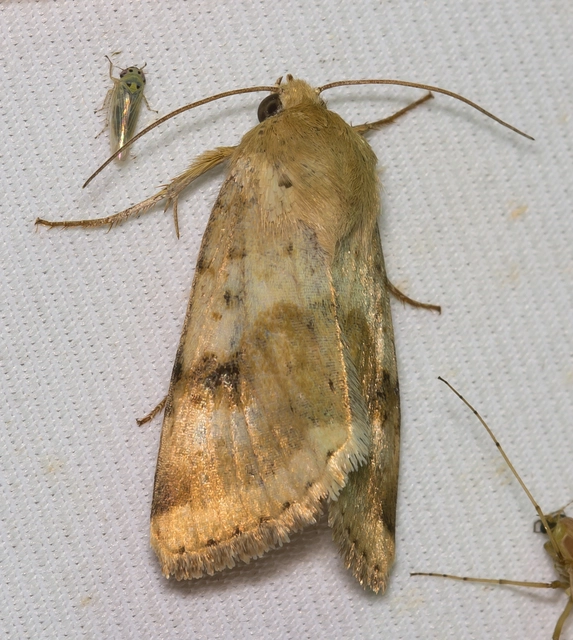 Heliothis viriplaca - mácsonyabagoly