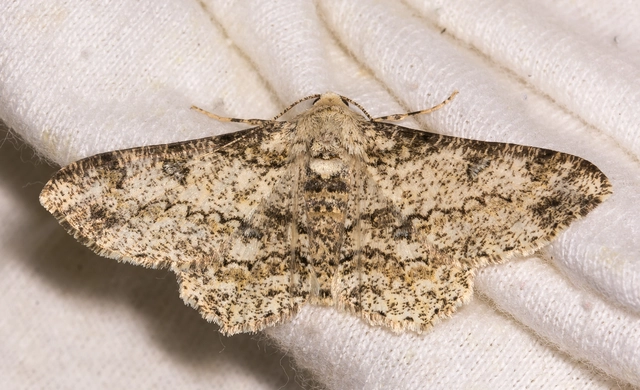 Ascotis selenaria - holdas faaraszoló