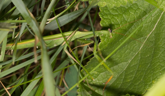 Mantis religiosa - imádkozósáska