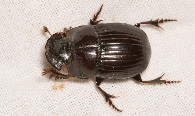 Copris lunaris - közönséges holdszarvú-ganéjtúró