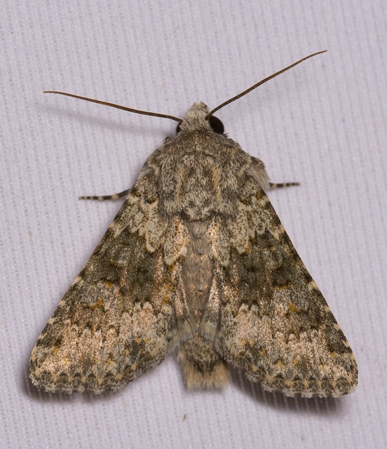 Hecatera dysodea - parajbagoly