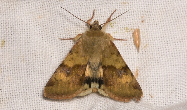 Heliothis viriplaca - mácsonyabagoly