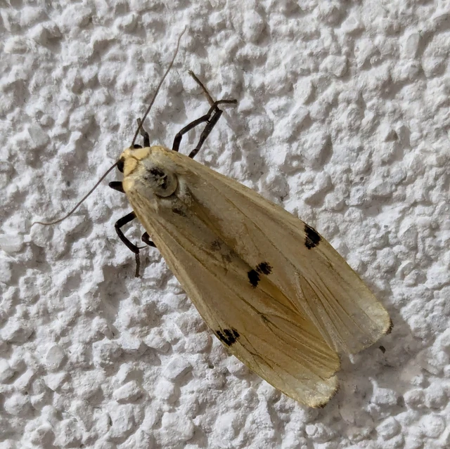 Lithosia quadra - négypettyes zuzmószövő