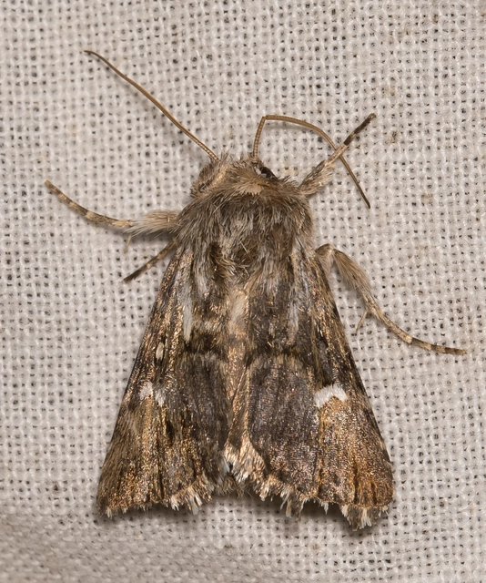 Calophasia lunula - gyújtoványfű-apróbagoly
