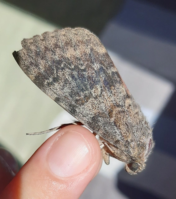 Catocala elocata - közönséges övesbagoly