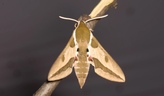 Hyles euphorbiae - kutyatejszender