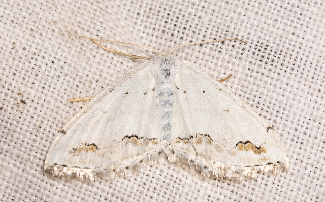 Scopula ornata - díszes fehéraraszoló