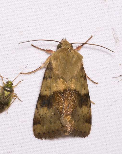 Heliothis viriplaca - mácsonyabagoly