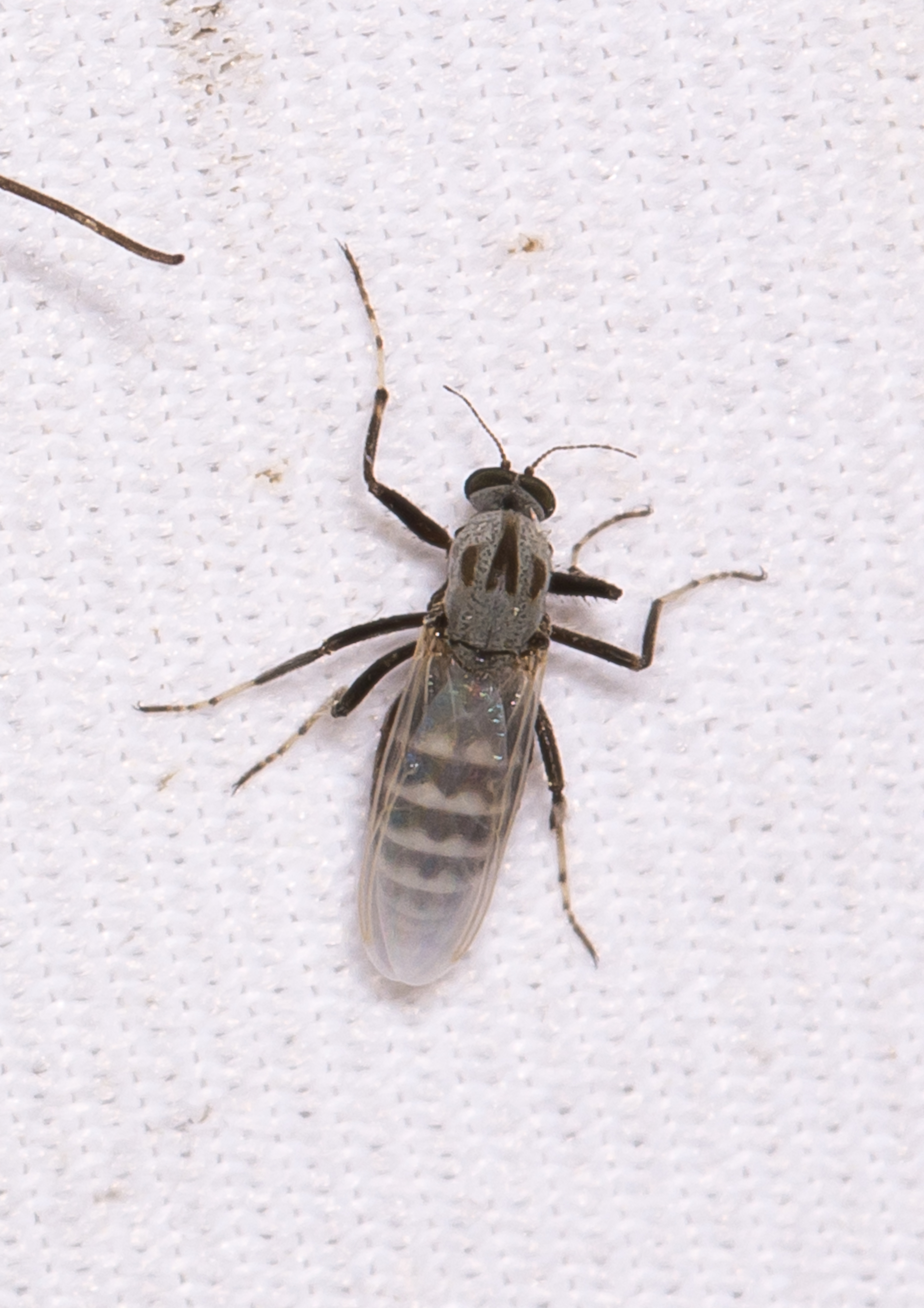 Simuliidae - púposszúnyogok