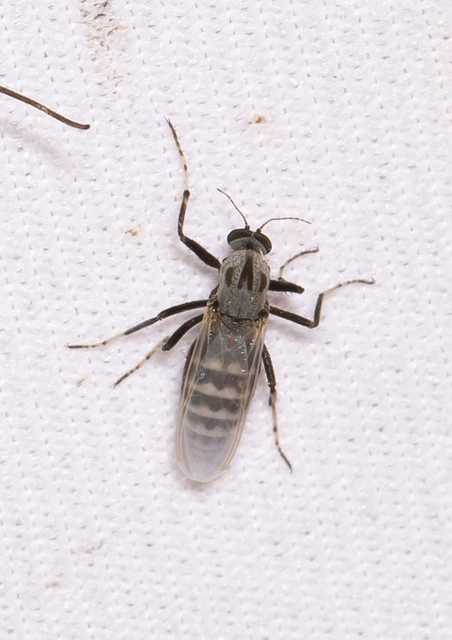 Simuliidae - púposszúnyogok