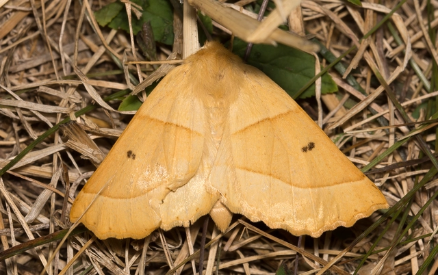 Crocallis elinguaria - sárga sávosaraszoló