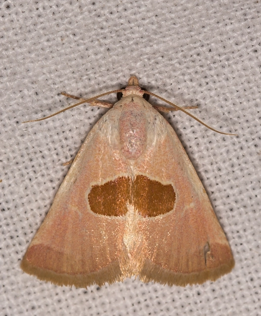 Calymma communimacula - pajzstetűfaló bagoly