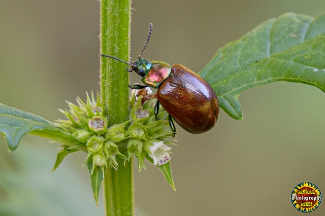 Chrysolina polita - réti mentalevelész