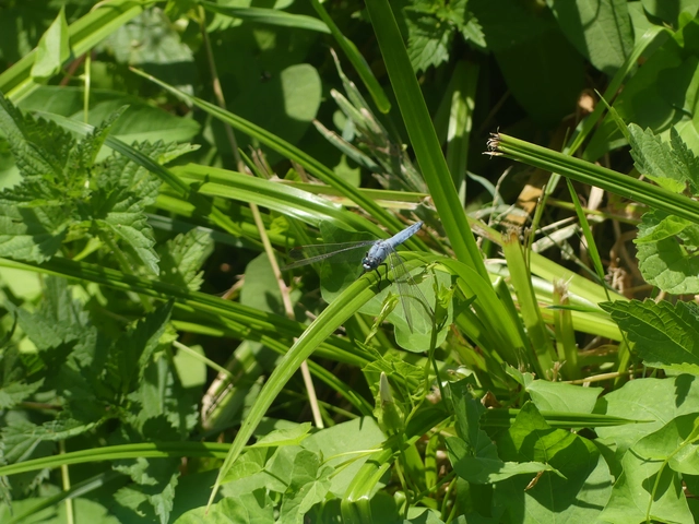 Orthetrum brunneum - pataki pásztorszitakötő