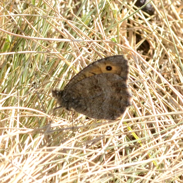 Arethusana arethusa - közönséges szemeslepke