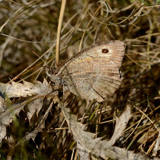 Arethusana arethusa - közönséges szemeslepke