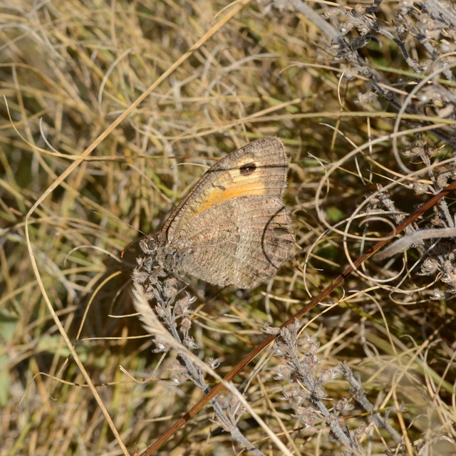 Arethusana arethusa - közönséges szemeslepke