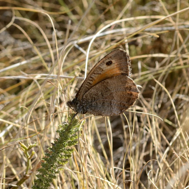 Arethusana arethusa - közönséges szemeslepke