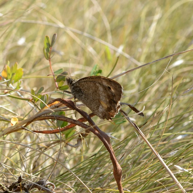 Arethusana arethusa - közönséges szemeslepke