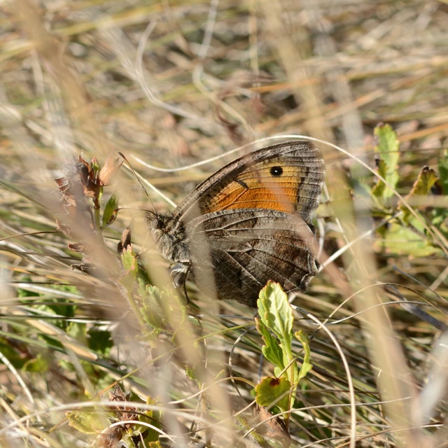 Arethusana arethusa - közönséges szemeslepke