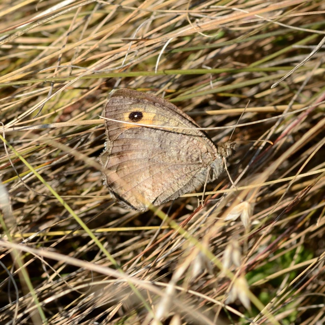 Arethusana arethusa - közönséges szemeslepke