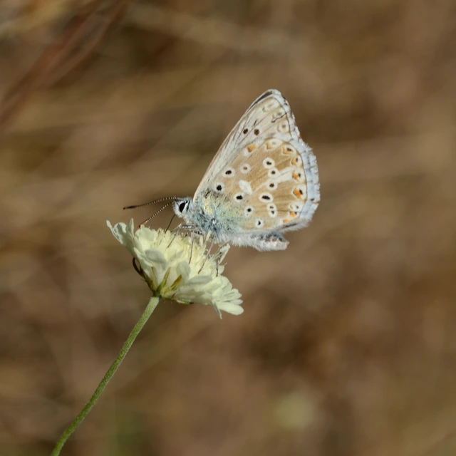 Polyommatus coridon - ezüstkék boglárka