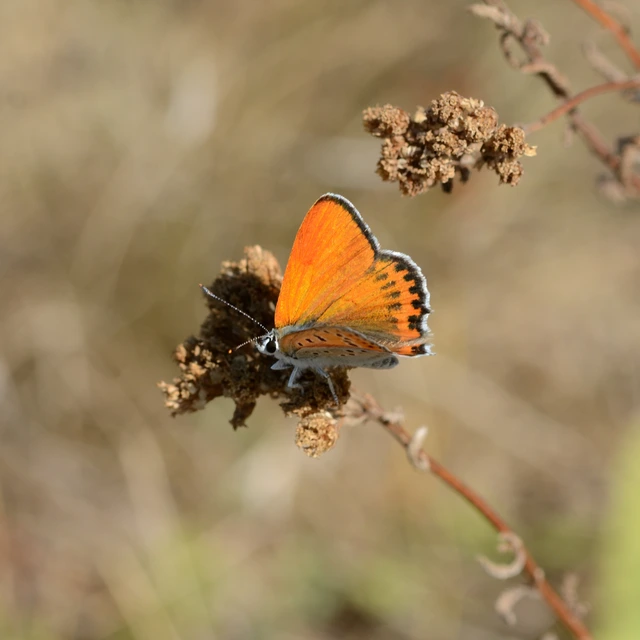 Lycaena thersamon - kis tűzlepke