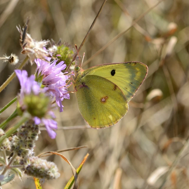 Colias hyale - kéneslepke