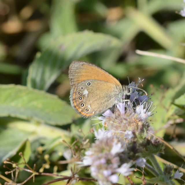 Coenonympha glycerion - közönséges szénalepke