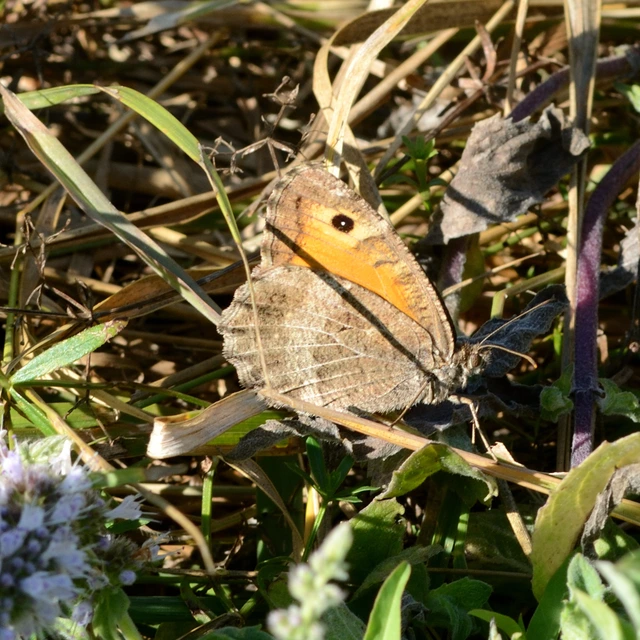 Arethusana arethusa - közönséges szemeslepke