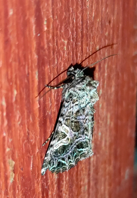 Sideridis rivularis - vörhenyes szegfűbagoly