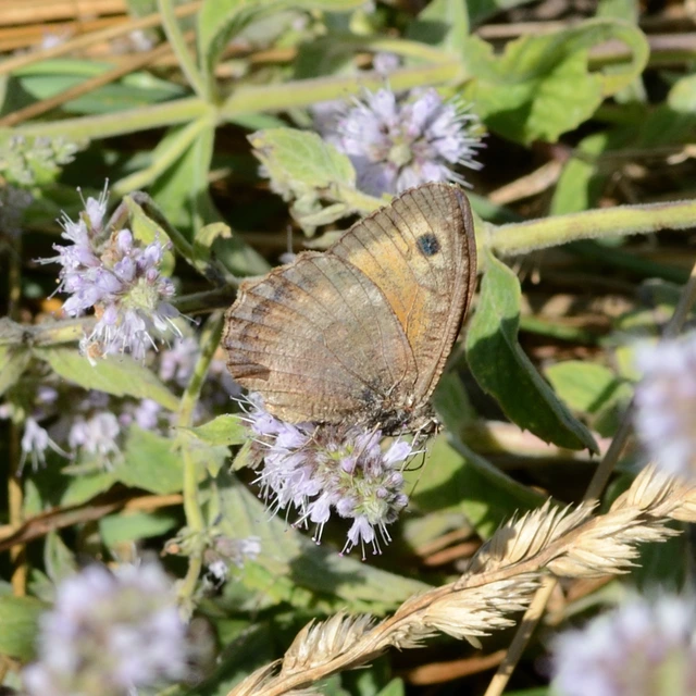 Arethusana arethusa - közönséges szemeslepke