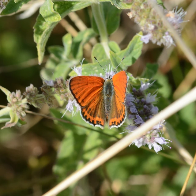 Lycaena thersamon - kis tűzlepke