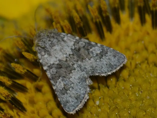 Hecatera dysodea - parajbagoly