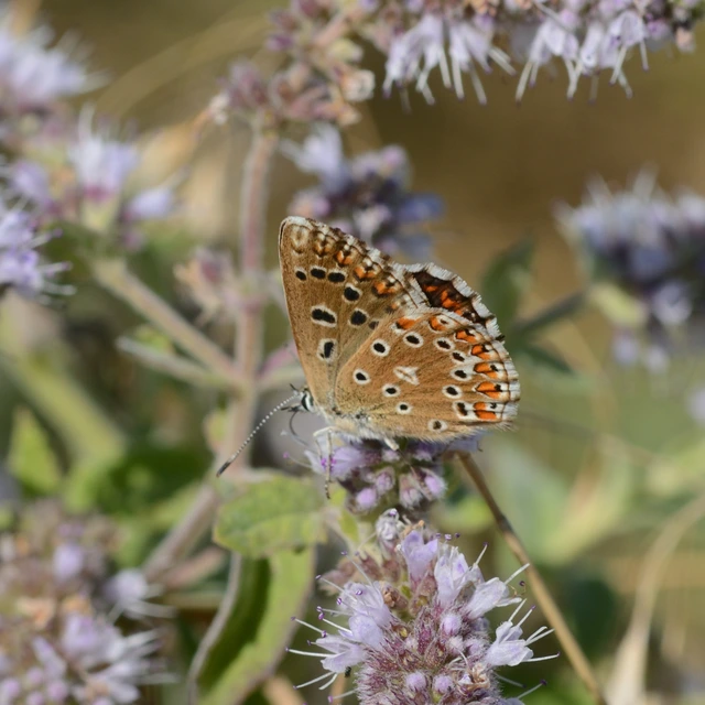Polyommatus coridon - ezüstkék boglárka
