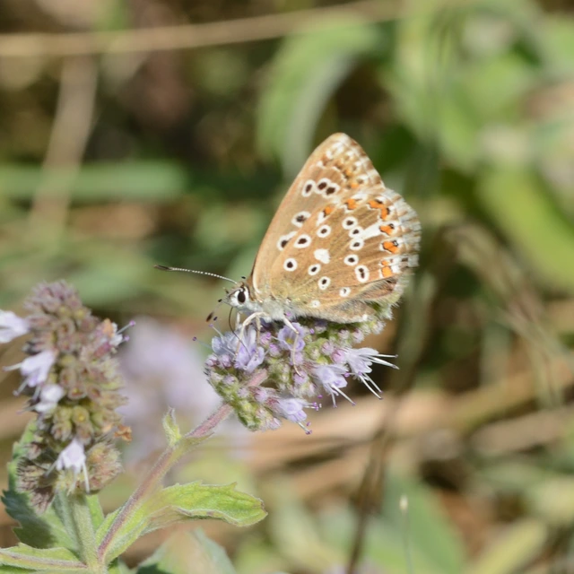 Polyommatus coridon - ezüstkék boglárka