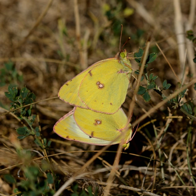 Colias hyale - kéneslepke